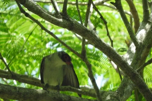 Masked Tityra