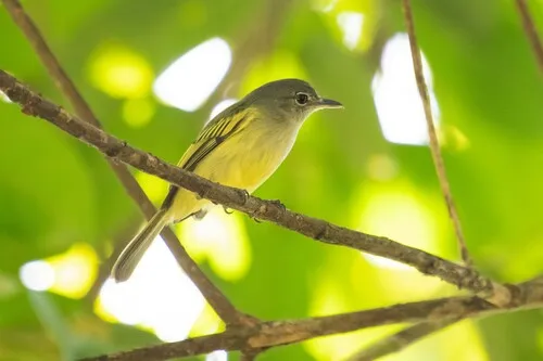 Yellow-margined Flycatcher