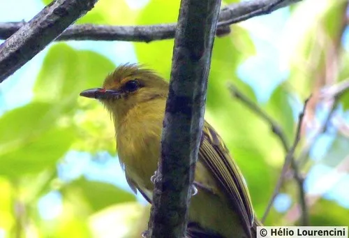 Yellow-breasted Flycatcher