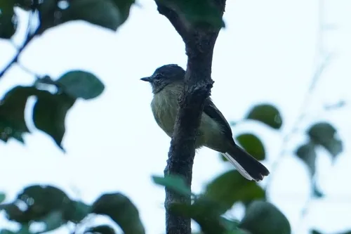 Gray-crowned Flycatcher