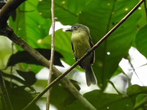 Yellow-olive Flycatcher
