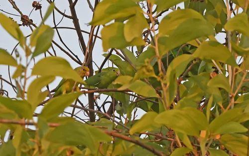 Sapphire-rumped Parrotlet