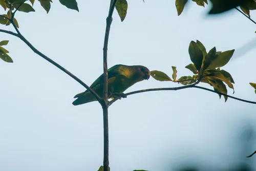 Apuim-de-cauda-amarela