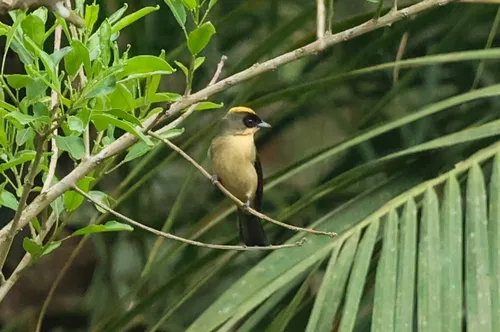 Black-goggled Tanager