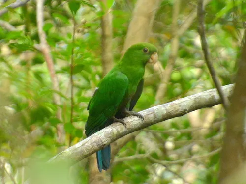 Blue-bellied Parrot