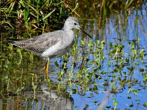 Maçarico-de-perna-amarela