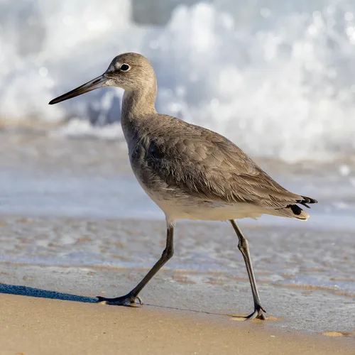 Western Willet