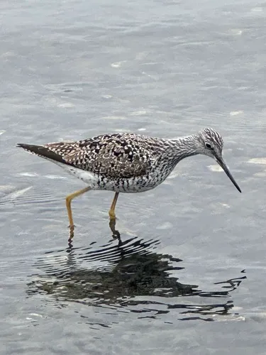 Greater Yellowlegs