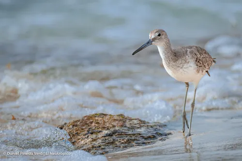 Maçarico-de-asa-branca