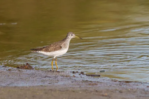 Solitary Sandpiper