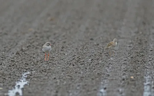 Maçarico-de-perna-vermelha
