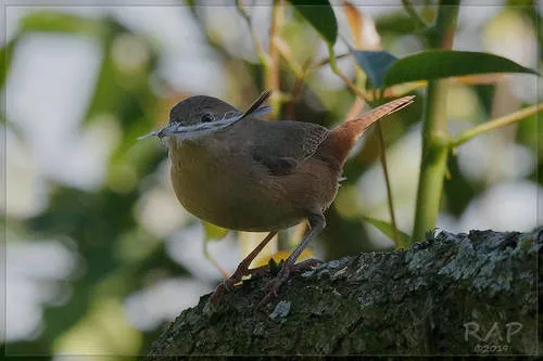 Southern House Wren