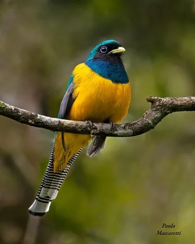 Surucuá-dourado