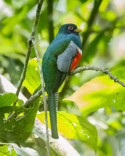 Collared Trogon