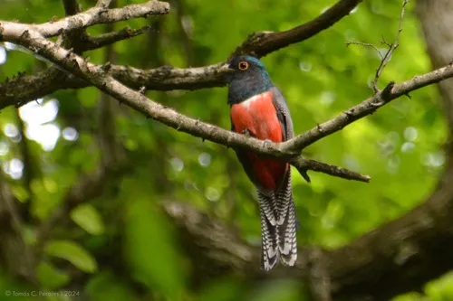 Surucuá-de-barriga-vermelha