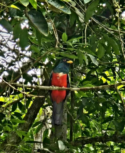 Surucuá-de-cauda-preta