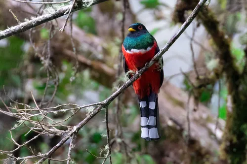 Masked Trogon