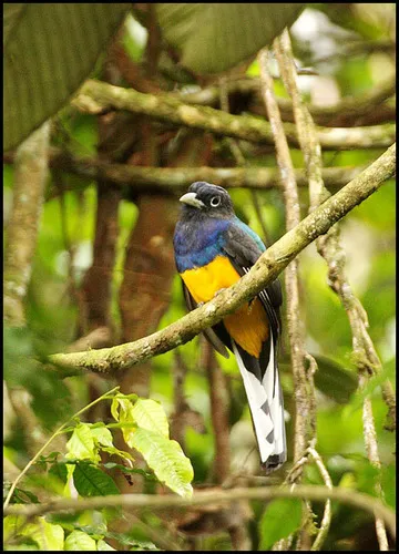 Green-backed Trogon