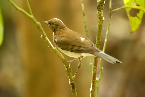 White-necked Thrush
