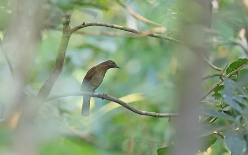 Hauxwell's Thrush