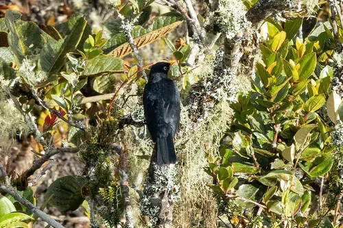 Pale-eyed Thrush