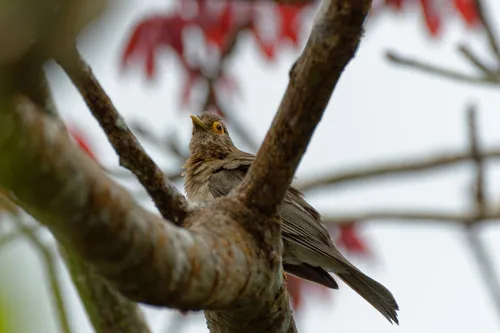 Spectacled Thrush