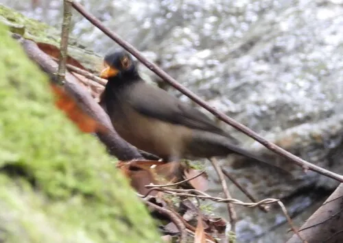 Black-hooded Thrush