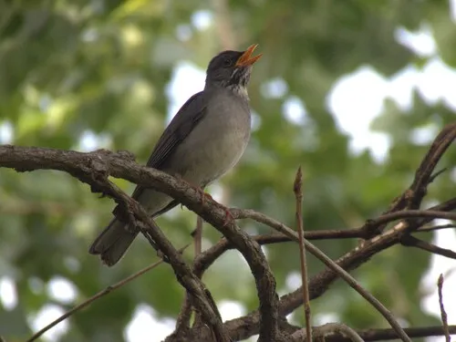 Eastern Slaty Thrush