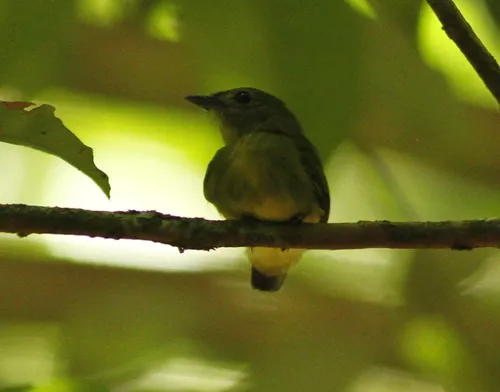 Tiny Tyrant-Manakin
