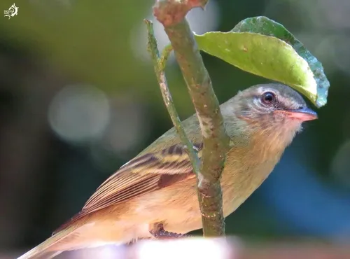 Rough-legged Tyrannulet