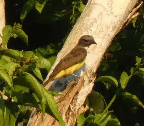 Sulphury Flycatcher