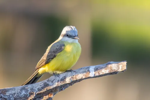 White-throated Kingbird