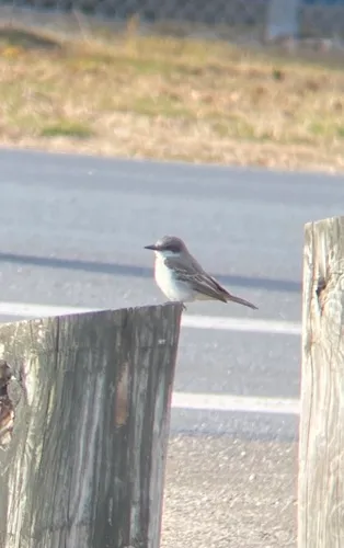 Gray Kingbird