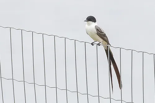 Northern Fork-tailed Flycatcher
