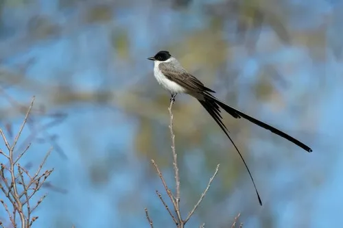 Southern Fork-tailed Flycatcher