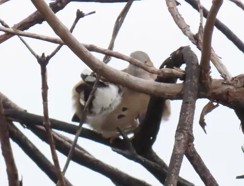 Long-tailed Ground-Dove