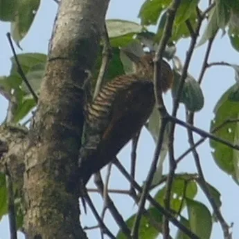 Golden-collared Woodpecker