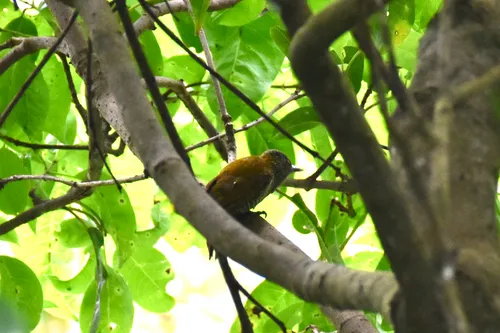 Red-rumped Woodpecker