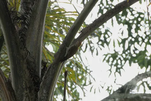 Yellow-eared Woodpecker