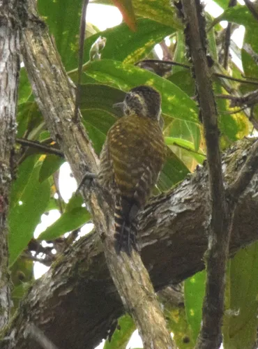 Pica-pau-verde-carijó