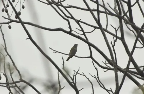 Black-whiskered Vireo