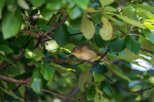 Noronha Vireo