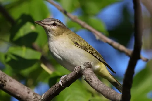 Red-eyed Vireo