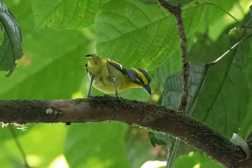 Assobiador-do-castanhal