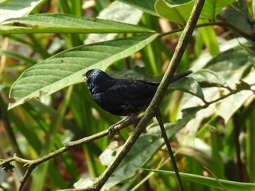 Blue-black Grassquit