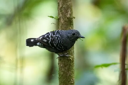 Common Scale-backed Antbird