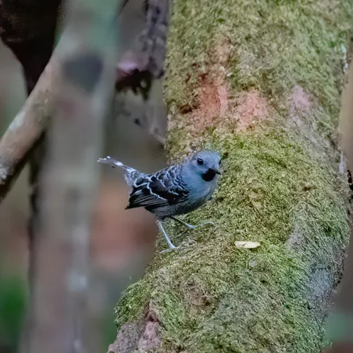 Xingu Scale-backed Antbird