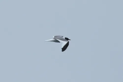 Sabine's Gull
