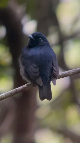 Black Manakin