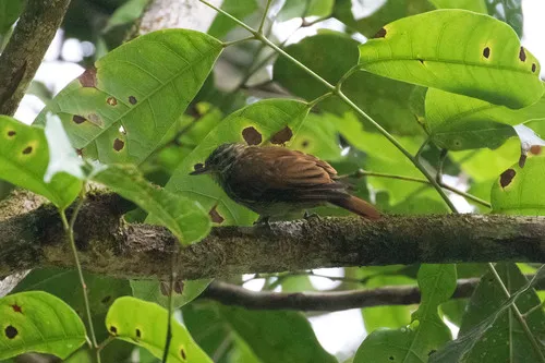 Slender-billed Xenops